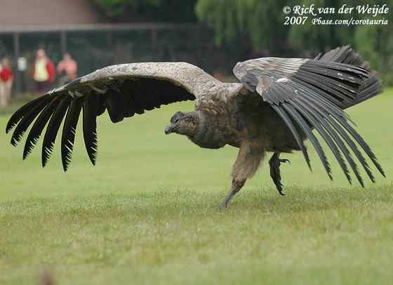 世界上最大的猛禽  康多兀鹫 Vultur gryphus