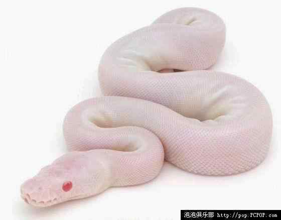 球蟒 受惊时会卷成球状的蟒蛇