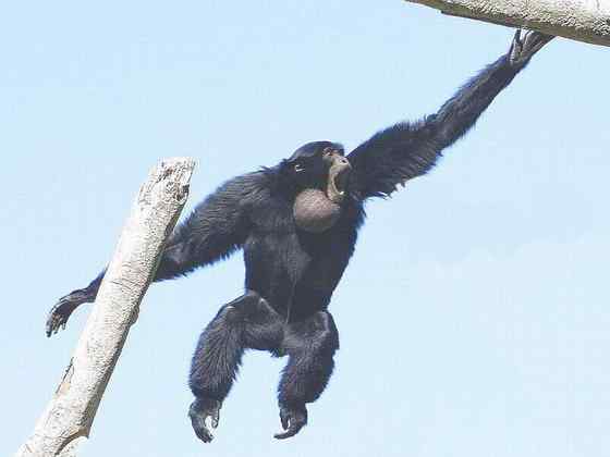 体型最大的长臂猿——马来亚长臂猿 体型最大的长臂猿——马来亚长臂猿