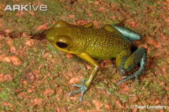 鲜红色的青蛙——疣丛蛙 疣背箭毒蛙(Granular poison arrow frog) 鲜红色的青蛙——疣丛蛙 疣背箭毒蛙(Granular poison arrow frog)