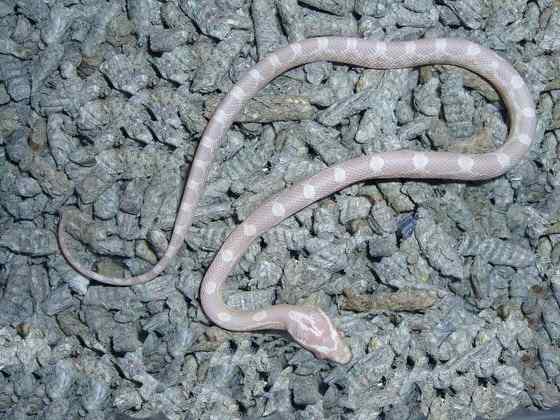 玉米锦蛇 粟米蛇、玉米蛇、红鼠蛇