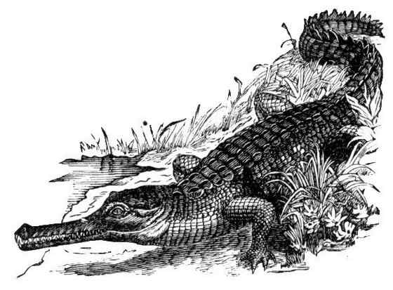 大型鳄鱼 食鱼鳄