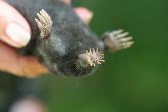 长相奇特的动物  星鼻鼹