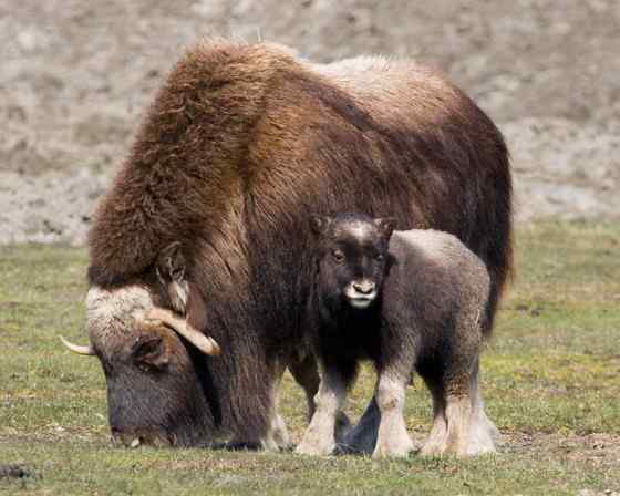 北极地区最大的食草动物  似牛实羊的麝牛