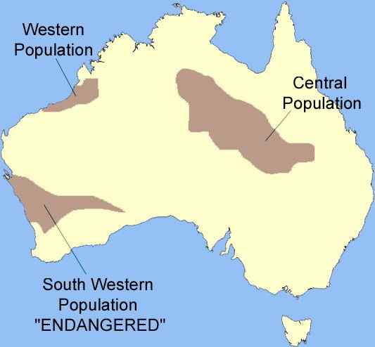 沙漠中的蟒蛇——兰氏盾蟒 Aspidites ramsayi