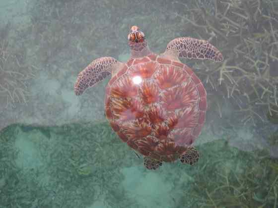 玳瑁是什么动物？一种海龟