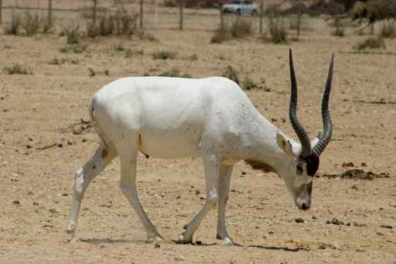 旋角羚 Addax nasomaculatus
