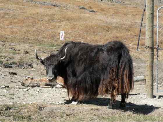 青藏高原地区独有的动物 野牦牛