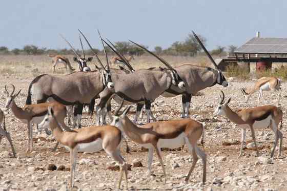 博茨瓦纳沙漠中的羚羊 南非长角羚 博茨瓦纳沙漠中的羚羊 南非长角羚