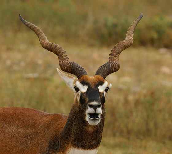 漂亮的羚羊 印度羚 漂亮的羚羊 印度羚