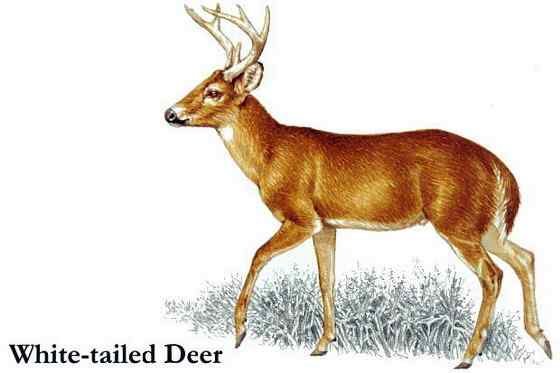 维吉尼亚鹿 白尾鹿 维吉尼亚鹿 白尾鹿