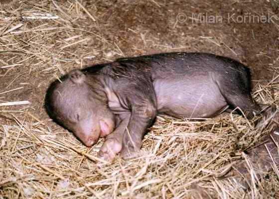 身材娇小的马来熊