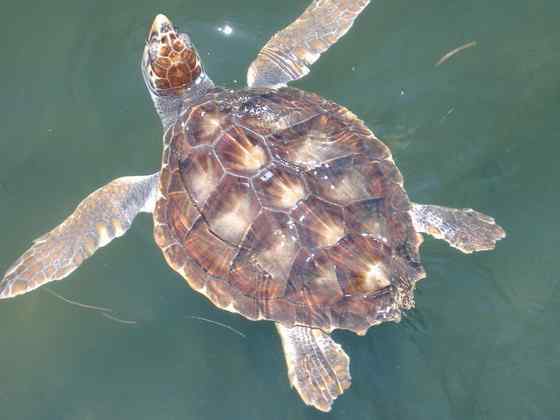 玳瑁是什么动物？一种海龟