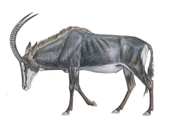 《封神演义》中闻太师的“墨麒麟”  貂羚