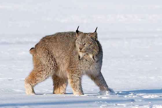 北美洲寒带地区的独行侠  加拿大猞猁