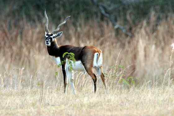 漂亮的羚羊 印度羚 漂亮的羚羊 印度羚