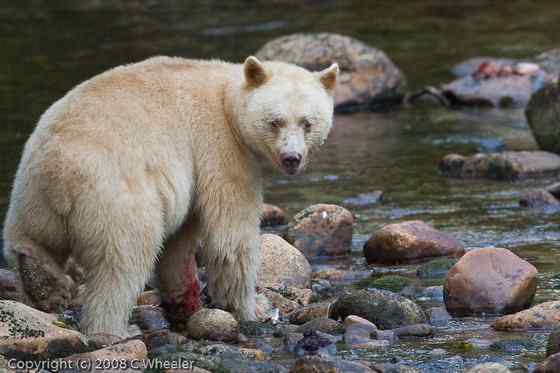 白灵熊 Kermode bear