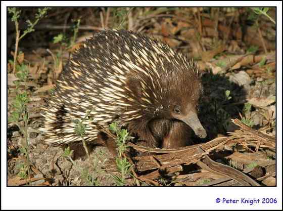 下蛋的哺乳动物“刺猬”  针鼹