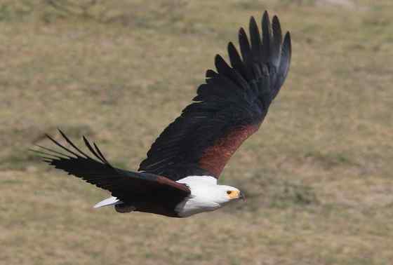 长得和白头海雕很像的吼海雕 Haliaeetus vocifer