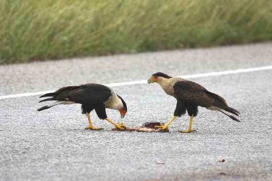 墨西哥的国鸟  凤头卡拉鹰 Polyborus plancus