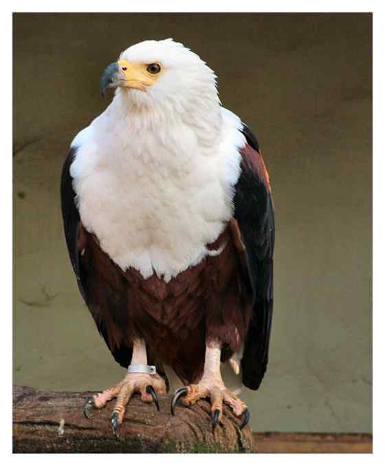 长得和白头海雕很像的吼海雕 Haliaeetus vocifer