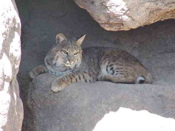 北美洲数量最多的猫科动物  短尾猫
