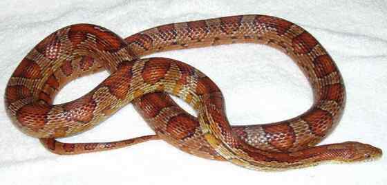 玉米锦蛇 粟米蛇、玉米蛇、红鼠蛇