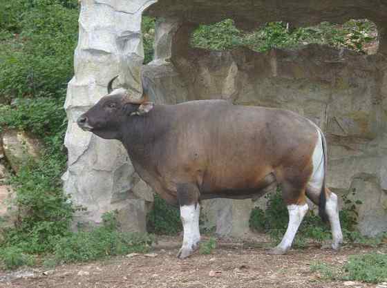 《西游记》中牛魔王的原型--白肢野牛