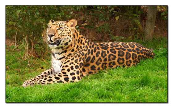 仅次于东北虎的大型猫科动物 远东豹