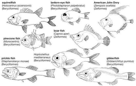 观赏鱼类 松球鱼 pinecone fish