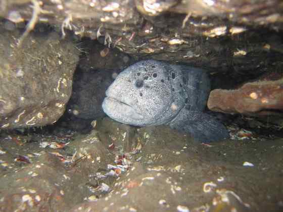 长相丑陋的怪鱼  狼鳗