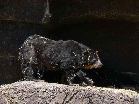 南美洲唯一的熊  眼镜熊(安第斯熊)