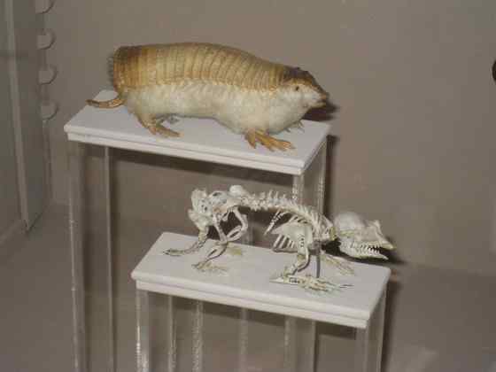 体型最小的犰狳  阿根廷的倭犰狳