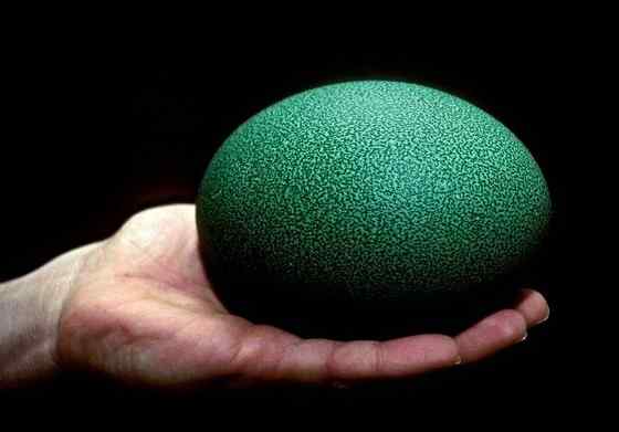 大型走禽——食火鸡(鹤鸵)