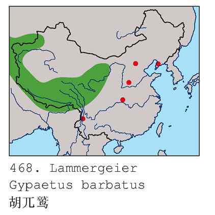 喜马拉雅山的大鸟  胡兀鹫