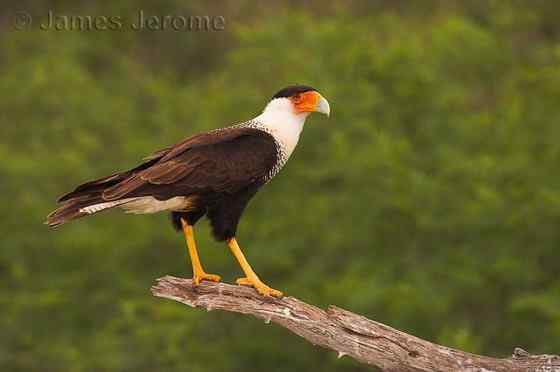墨西哥的国鸟  凤头卡拉鹰 Polyborus plancus