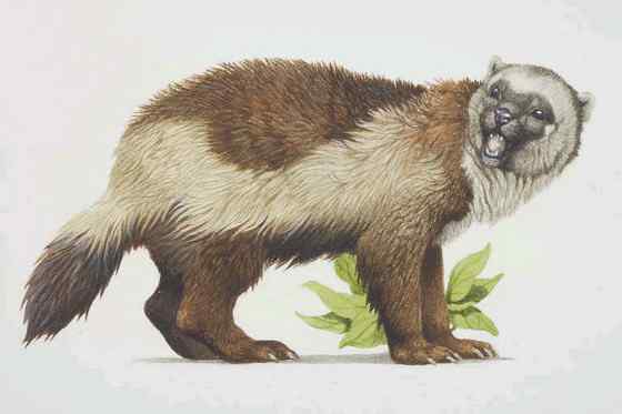 狼獾 gulo gulo