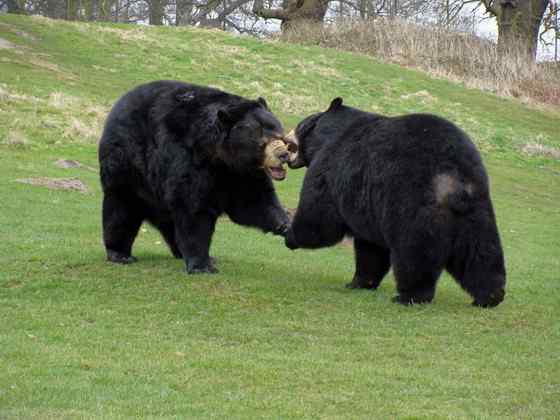 美洲数量最多、分布最为广泛的熊类  美洲黑熊