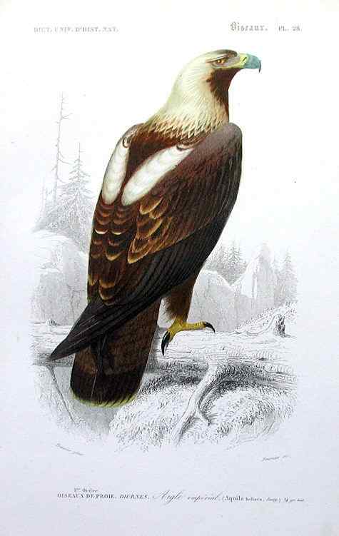 帝王鹰、御雕  白肩雕