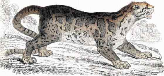 云豹最痴情 Neofelis nebulosa 云豹最痴情 Neofelis nebulosa