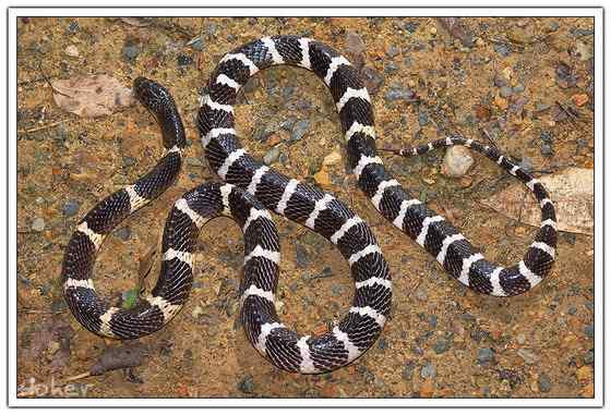 柳宗元的《捕蛇者说》的永州异蛇——银环蛇