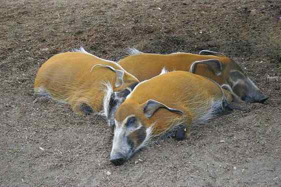 最美的猪  红河猪