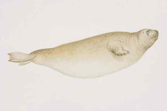 髯海豹 须海豹 Erignathus barbatus