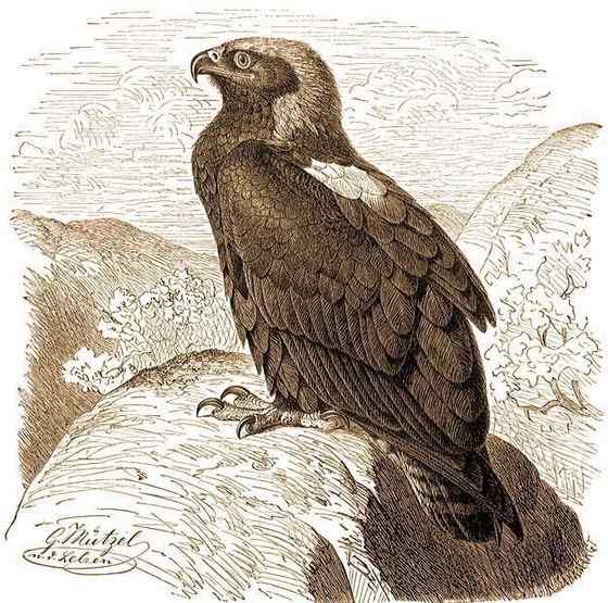 帝王鹰、御雕  白肩雕