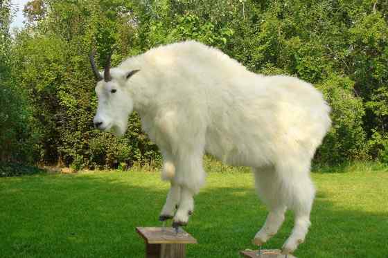 北美洲独有的本土羊类——石山羊 Oreamnos americanus