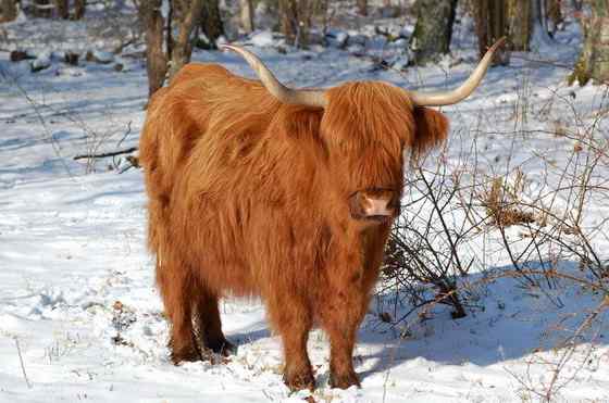 最古老的家牛品种——来自苏格兰的高地牛