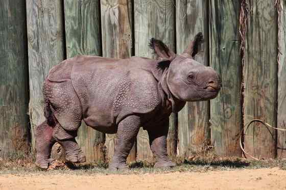汉朝巨人与大独角犀