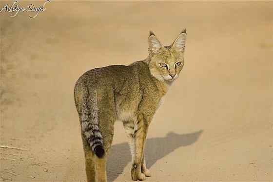 狸猫换太子中的狸猫