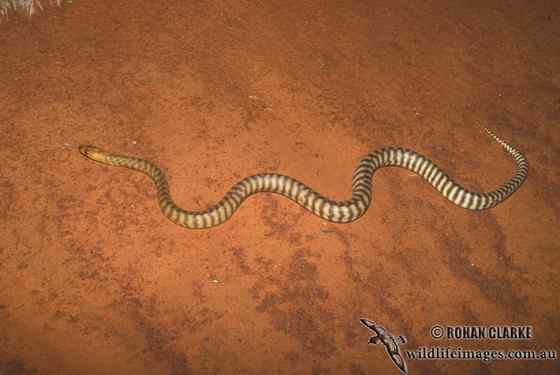 沙漠中的蟒蛇——兰氏盾蟒 Aspidites ramsayi