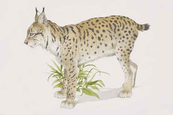 数量最少的猫科动物  伊比利亚猞猁、西班牙猞猁